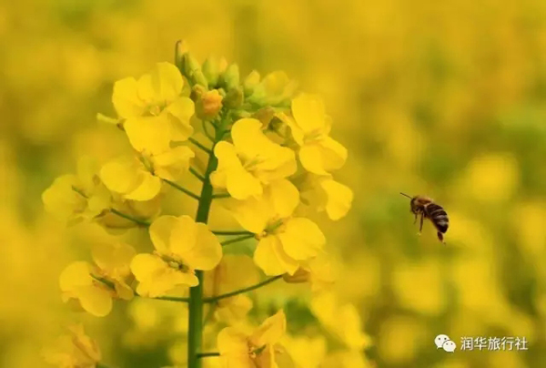 漢中:油菜花開了