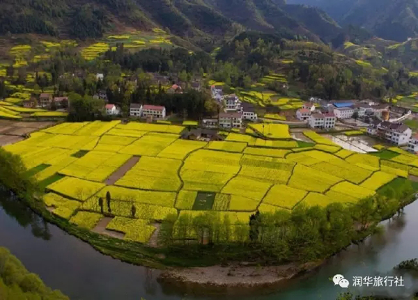 漢中:油菜花開了